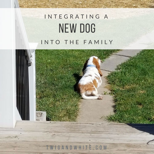 Integrating a New Dog Into the Family