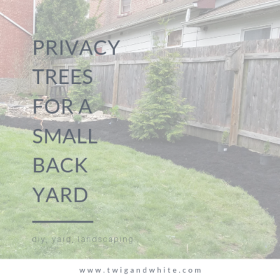 Privacy Trees for a Small Back Yard