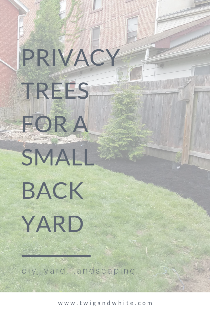 privacy trees for a small back yard