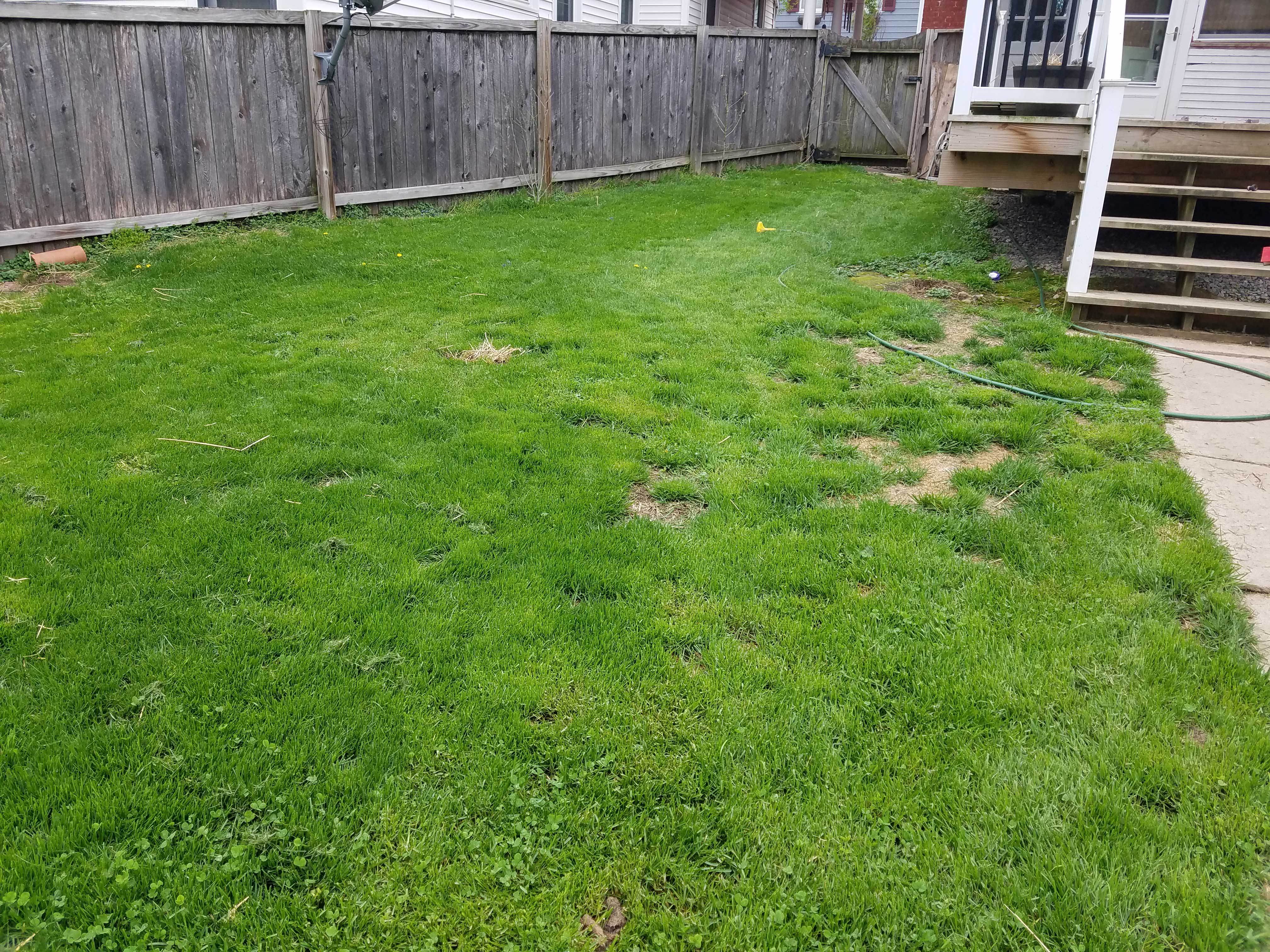 privacy-trees-small-back-yard-2