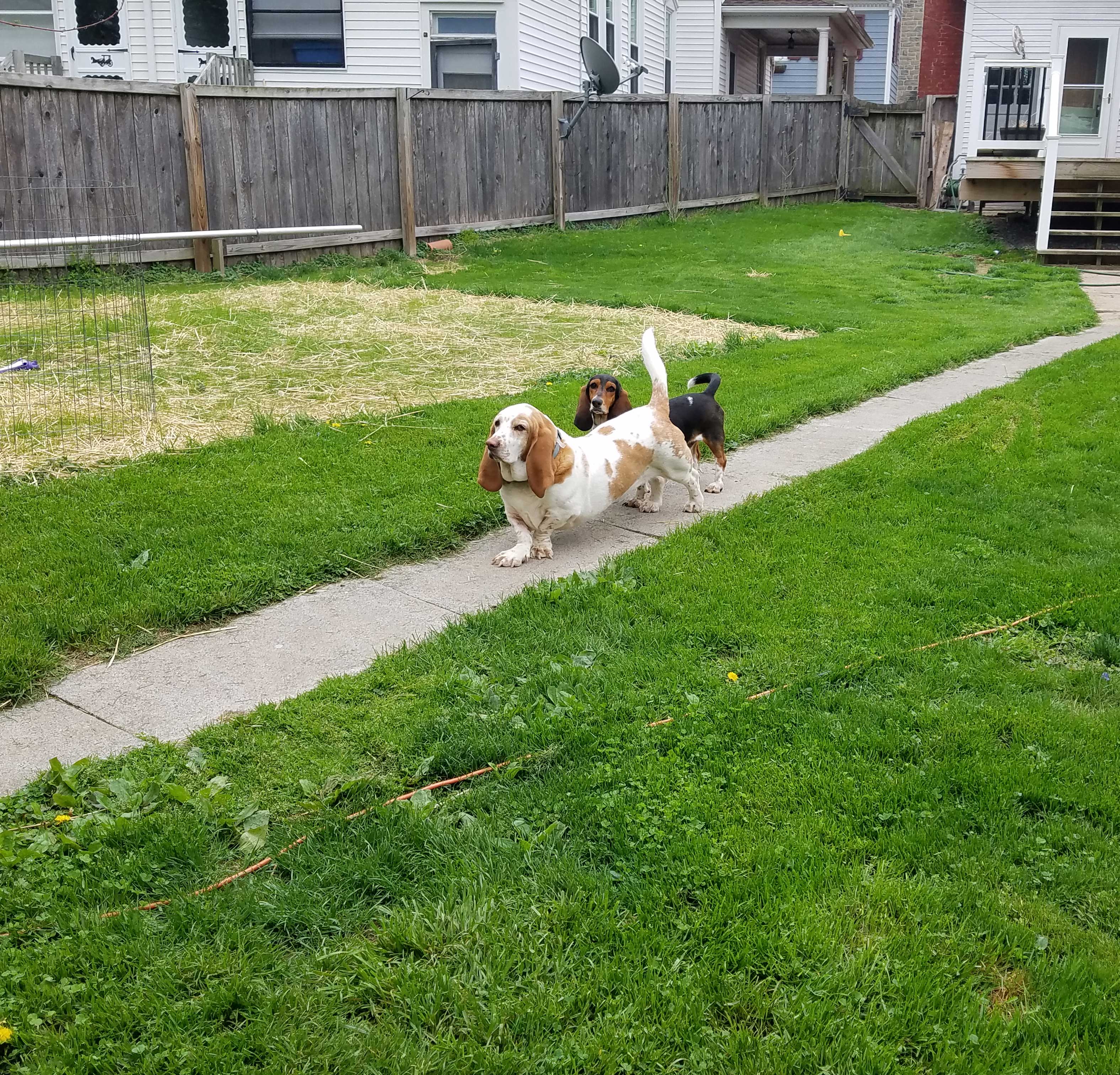 privacy-trees-small-back-yard-3