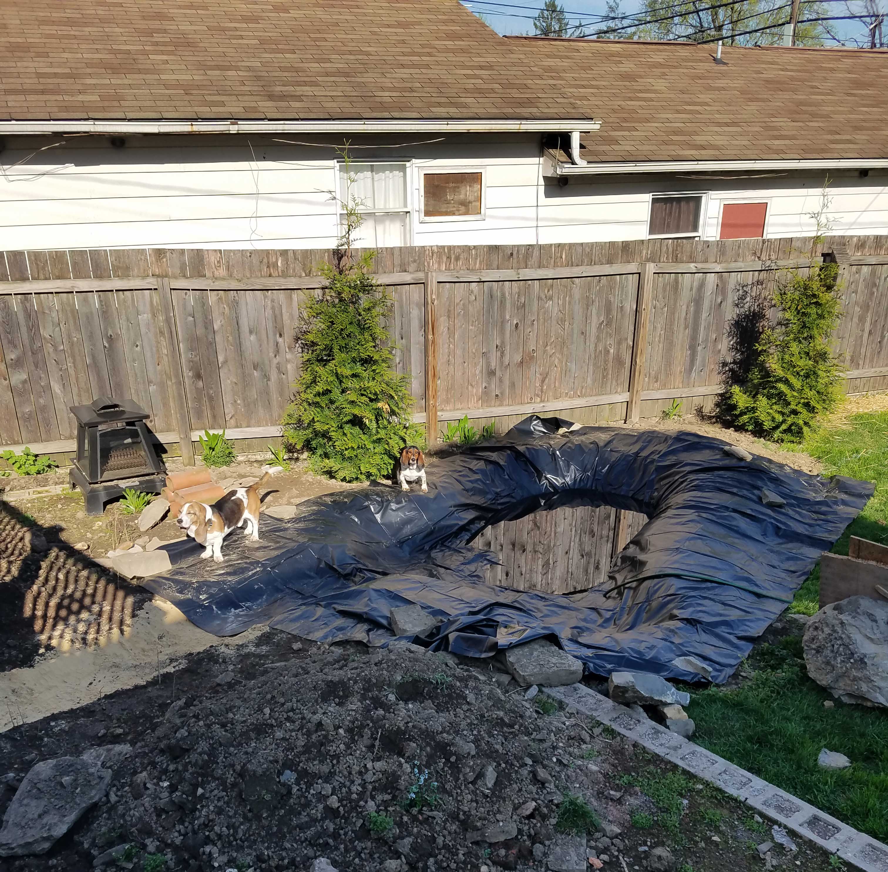 privacy-trees-small-back-yard-4