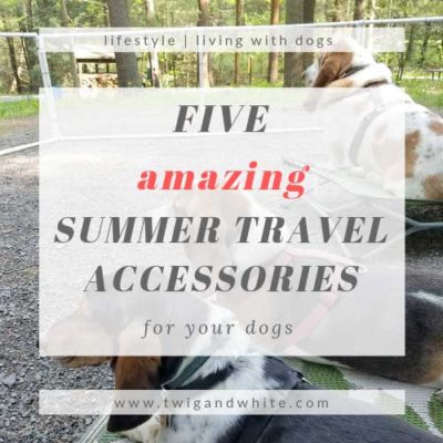 5 Amazing Summer Travel Accessories for your Dogs