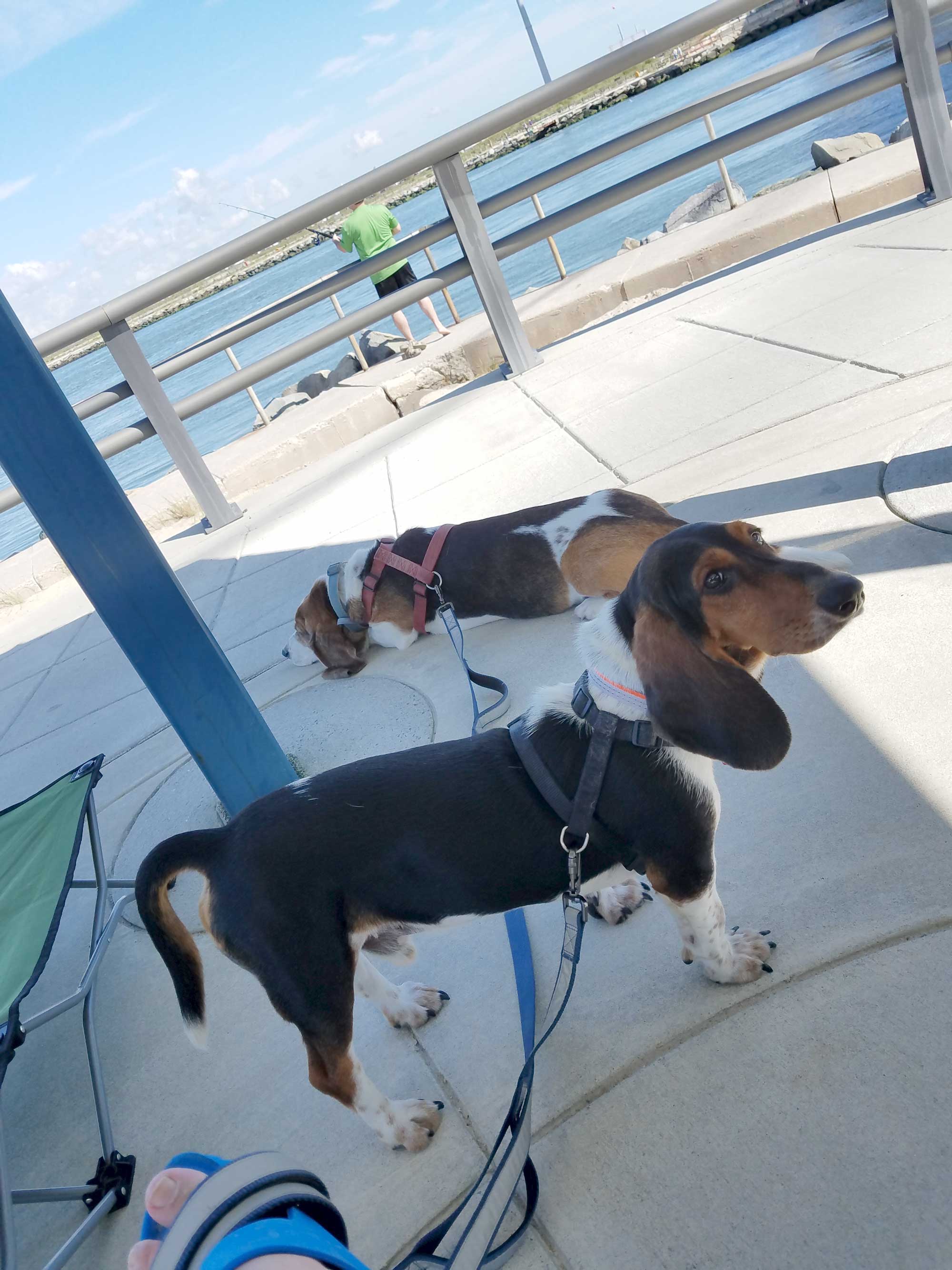 heavy-duty-leashes-travel-dog-accessories-01a