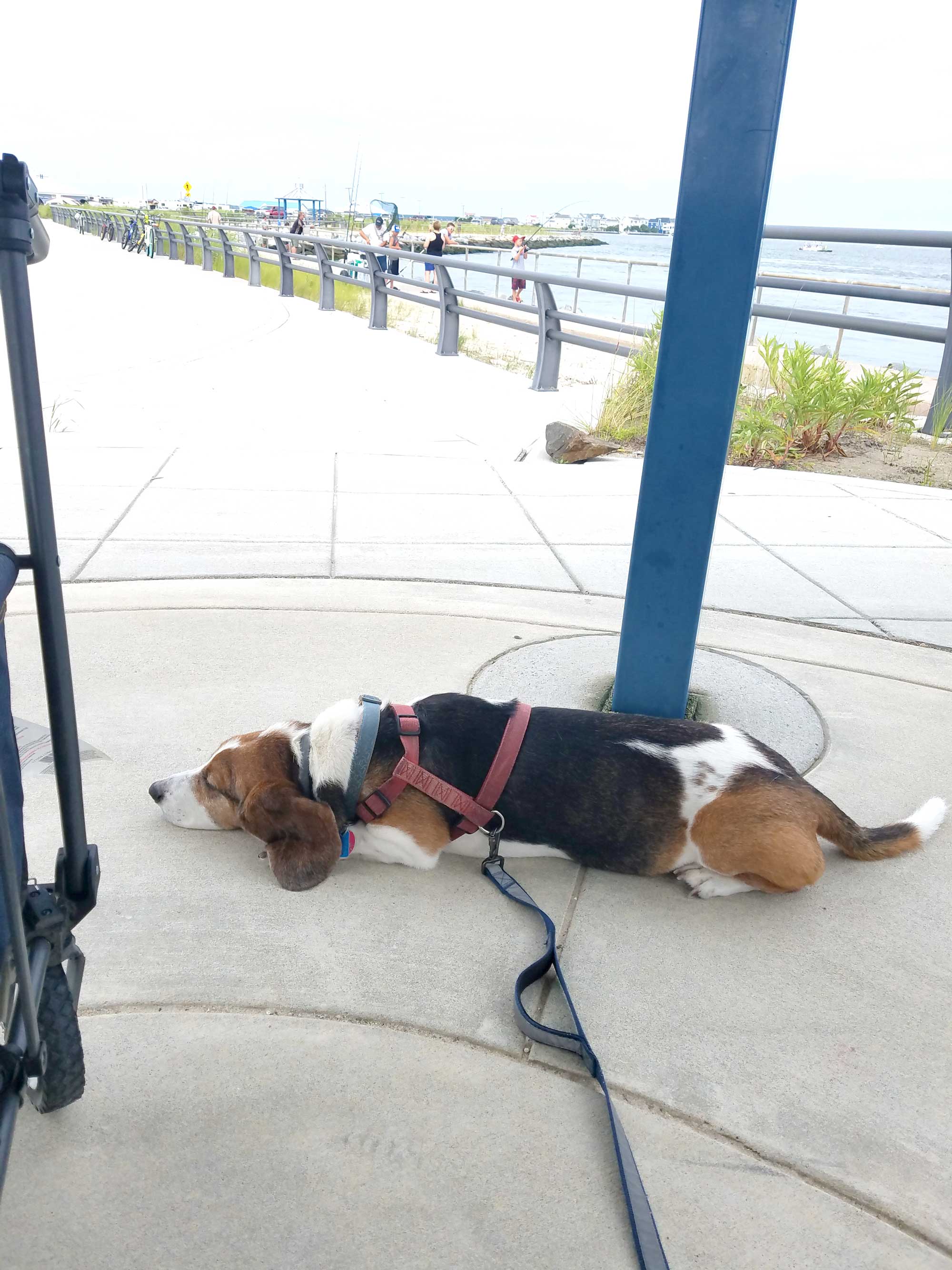 heavy-duty-leashes-travel-dog-accessories-01b