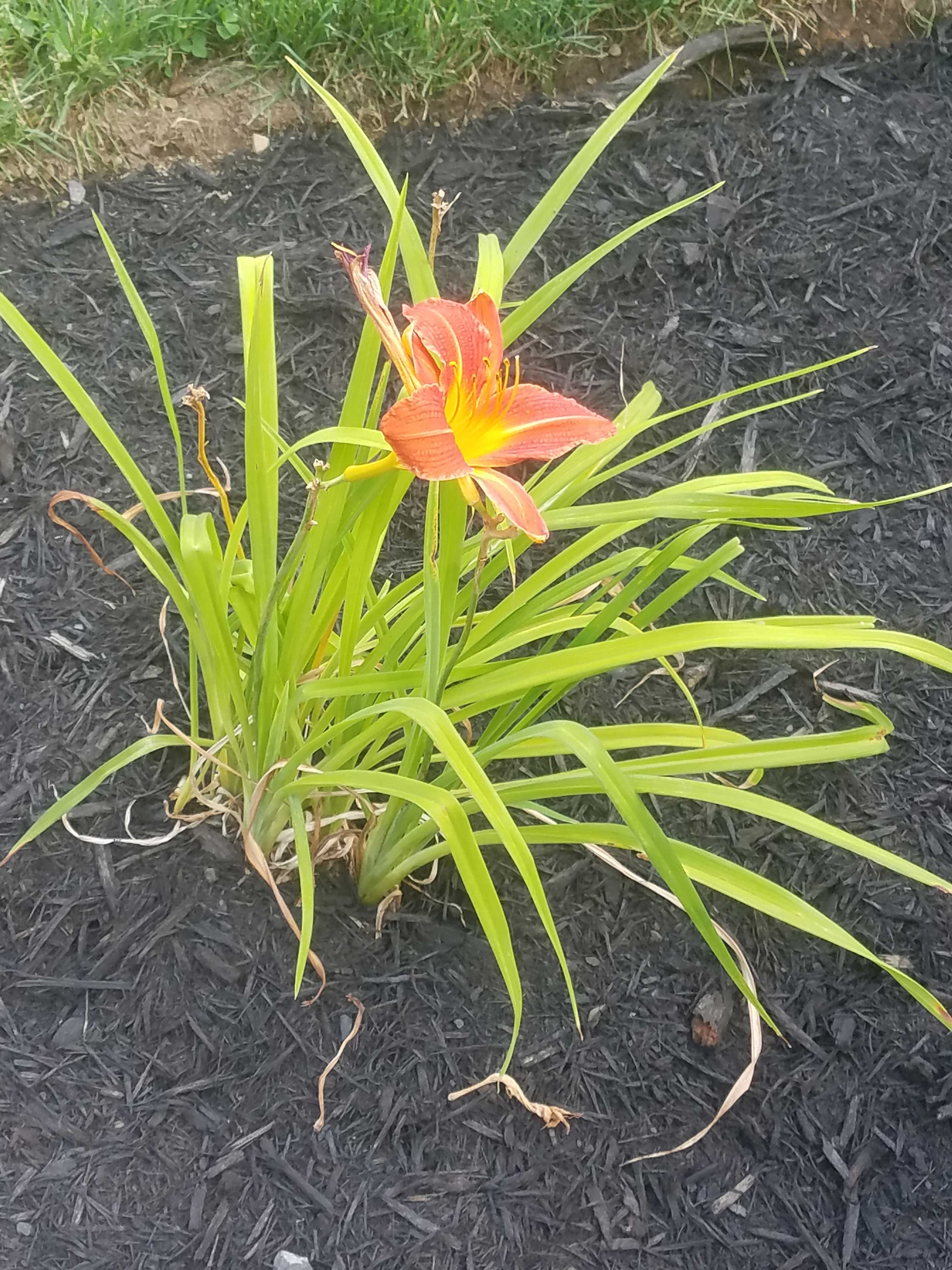 orange lilies