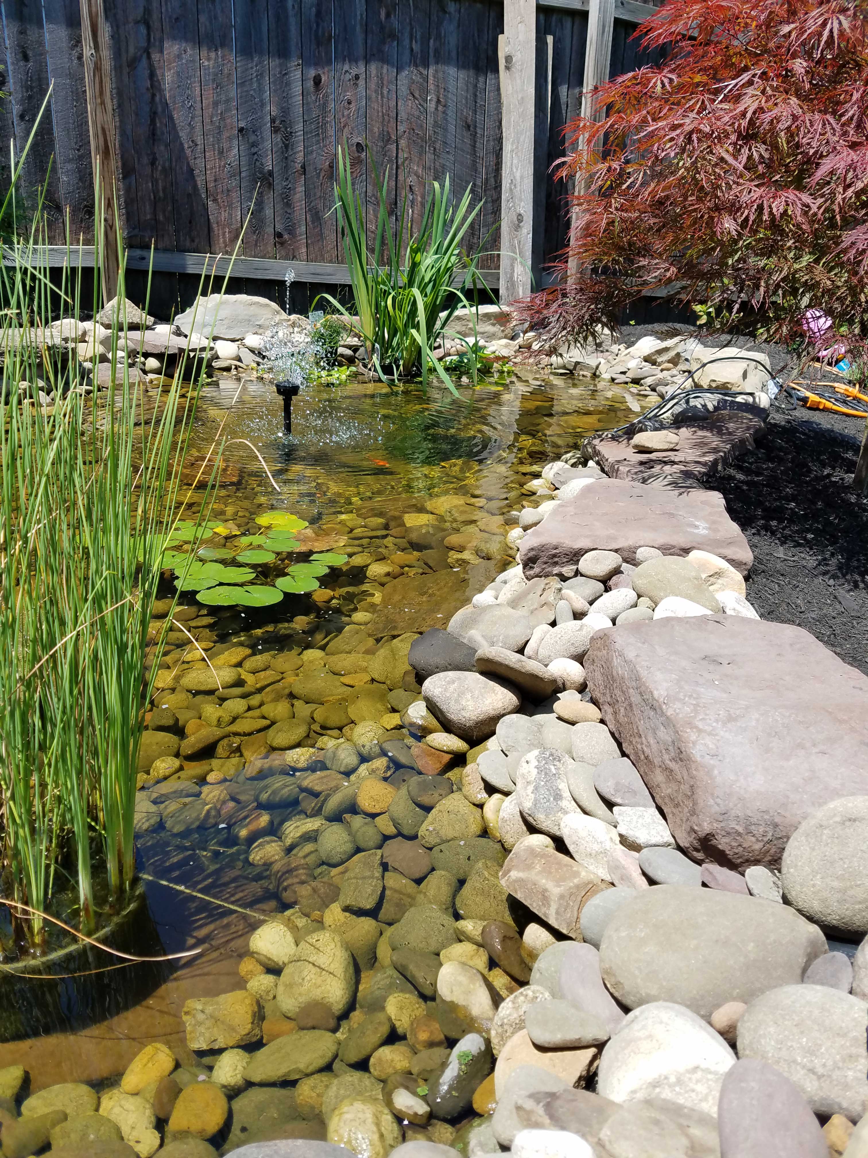 pond-and-plants