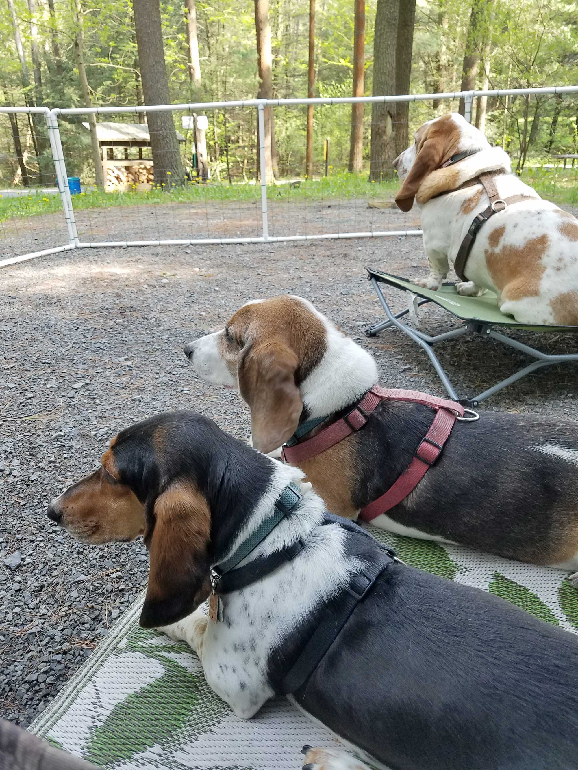 three-dogs-camping