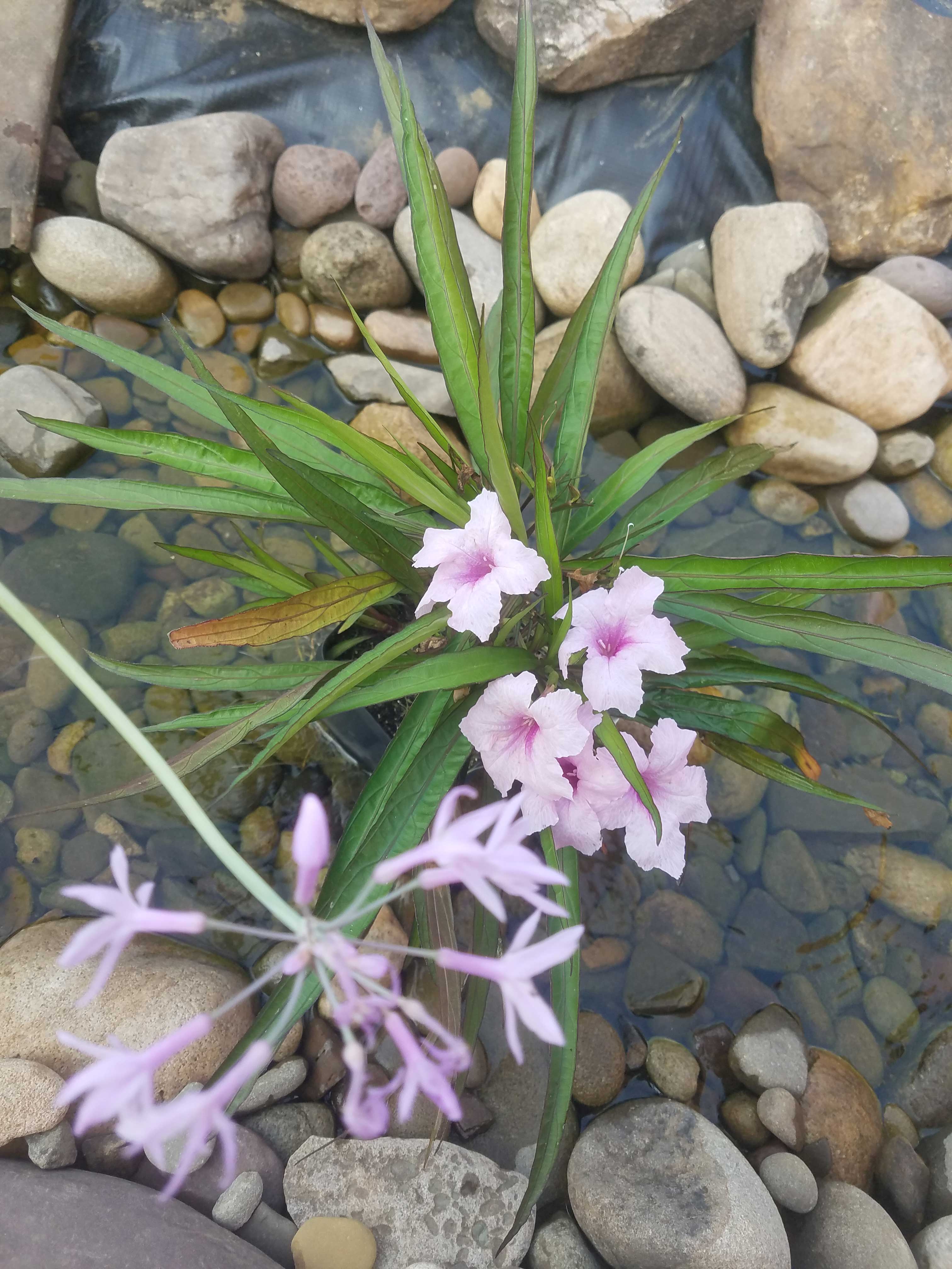 water-plants-in-stream