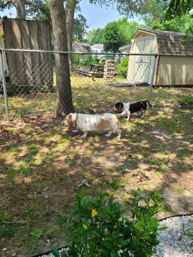 beach house backyard progress