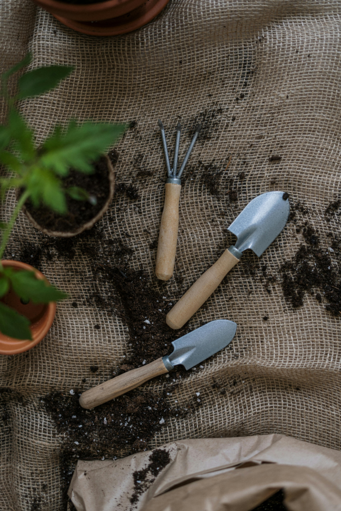 Planting the Seeds of Growth: A Beginner’s Guide to Starting Your Vegetable Garden from Seeds