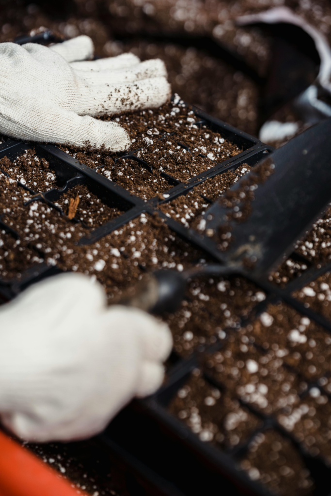 Planting the Seeds of Growth: A Beginner’s Guide to Starting Your Vegetable Garden from Seeds
