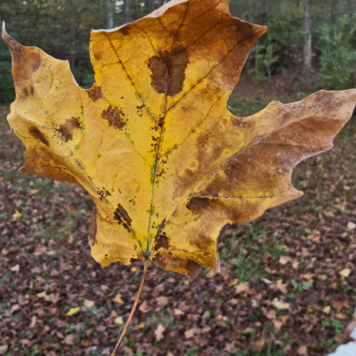 A Look Around Our October Home